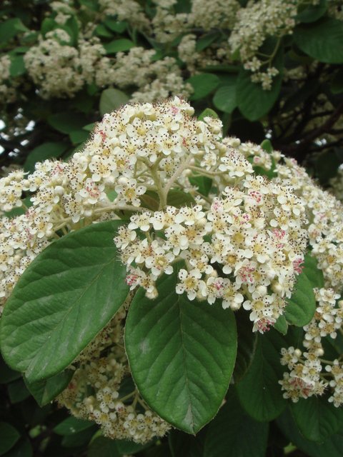 Cotoneaster lacteus fleur